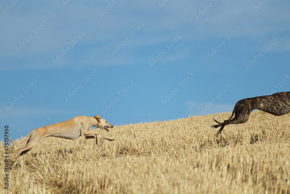 Spanish greyhound in mechanical hare race in the countryside Spanish greyhound in mechanical hare race in the countryside