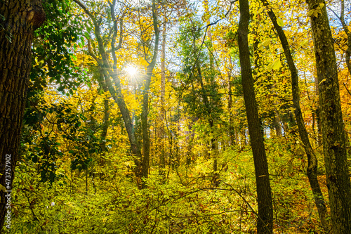 sun rays in autumn forest © babaroga
