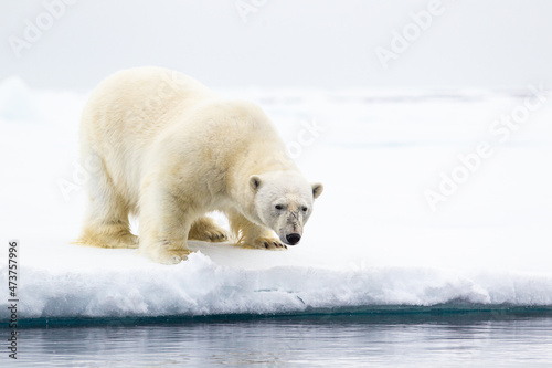 A curious male polar bear walks along the ice edge in the Arctic seas	