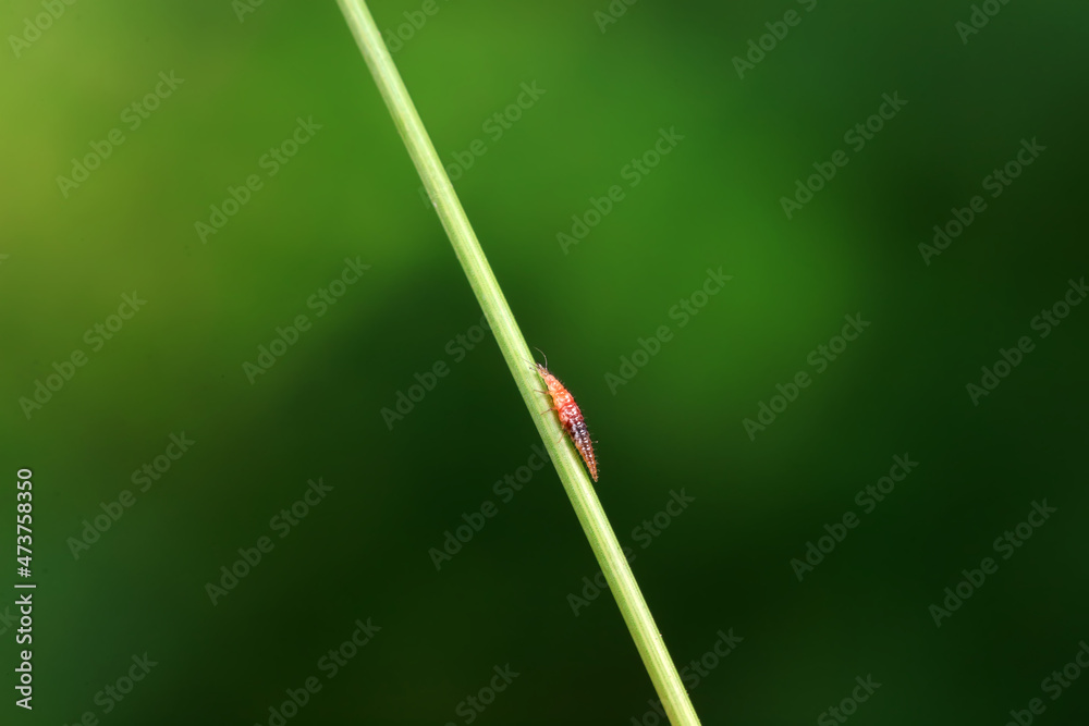 Brown sandfly larvae crawl on weeds, North China Brown sandfly larvae crawl on weeds, North China