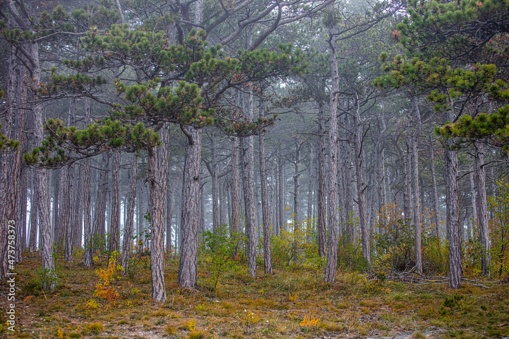 Fototapeta premium misty autumn forest