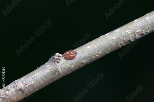 Scale insects on branches, North China photo