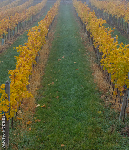 autumn vineyards in the mist