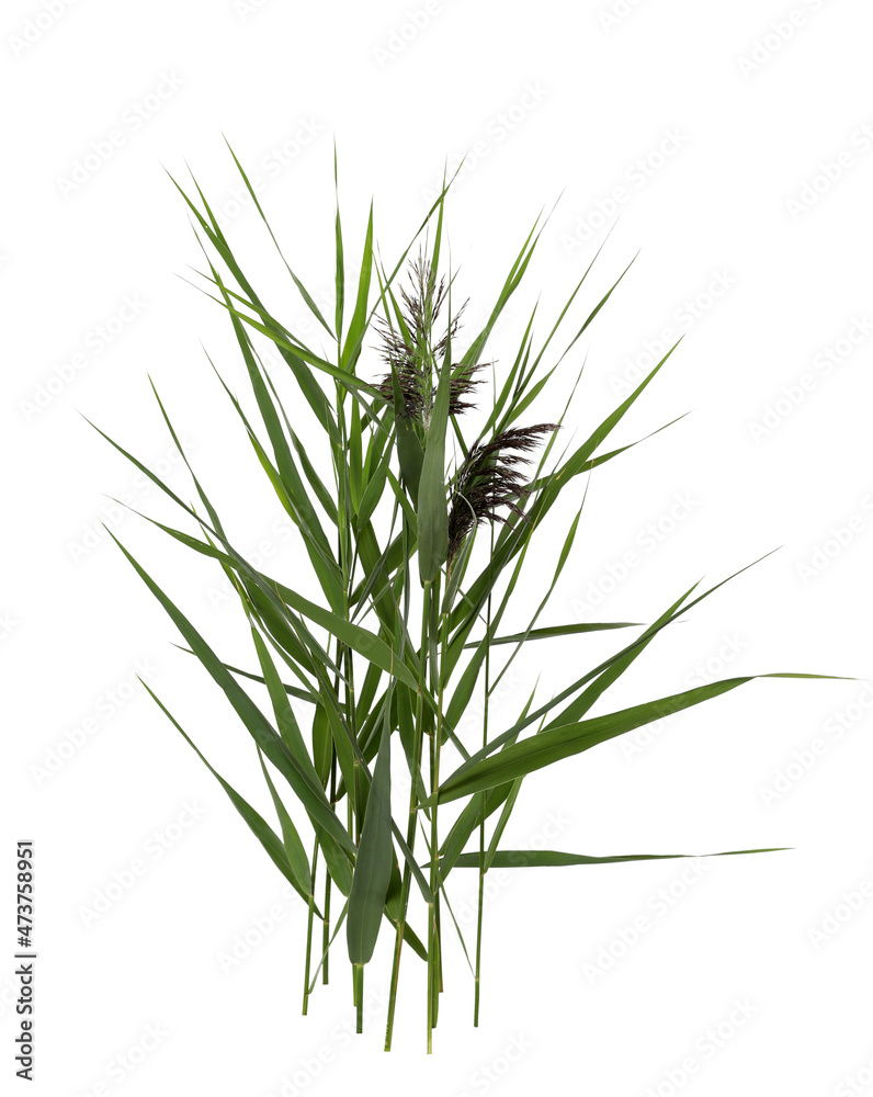 Fototapeta premium Beautiful reeds with lush green leaves and seed head on white background