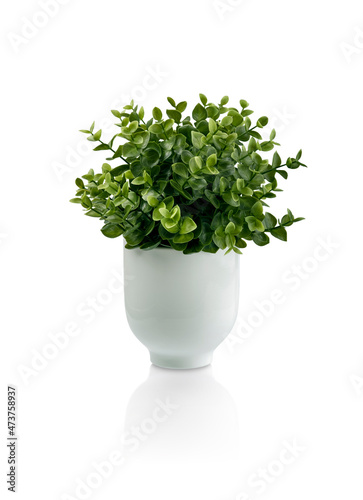 Beautiful artificial plant in ceramic pot isolated on white background. clipping path.