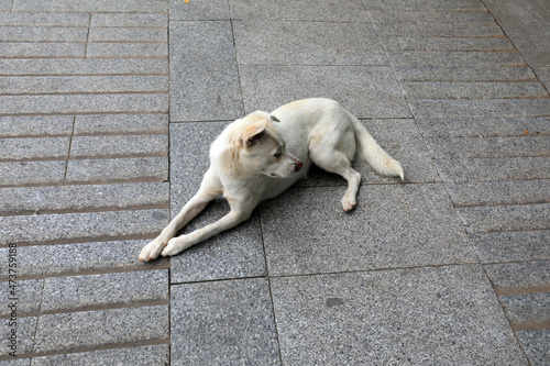 The white pet dog lay on the ground