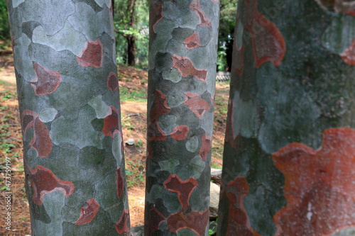 Pinus bungeana, trunk texture, Beijing photo