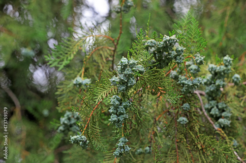 Platycladus orientalis fruit in Beijing Botanical Garden