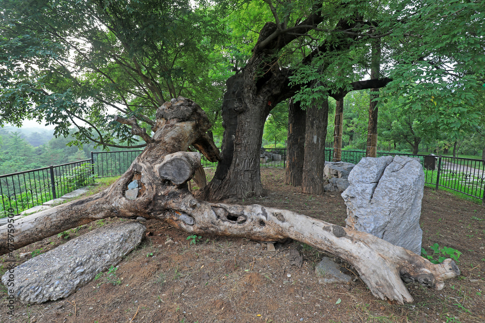 Ancient trees are in the Beijing Botanical Garden Ancient trees are in the Beijing Botanical Garden