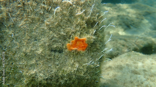 Bryozoa or moss animal Schizomavella (Schizomavella) linearis undersea, Aegean Sea, Greece, Halkidiki
 photo