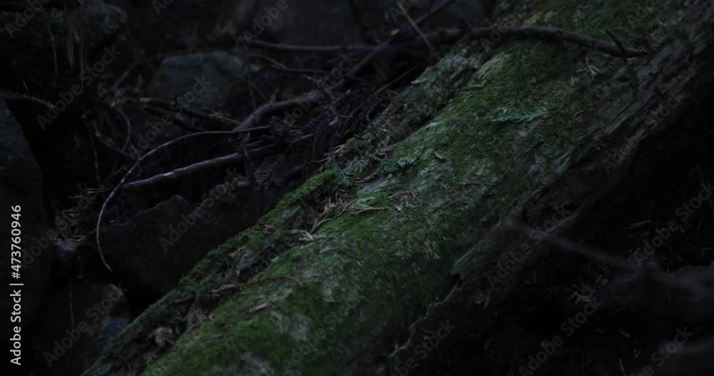 A chaotic cedar forest on the stone and green moss A chaotic cedar forest on the stone and green moss