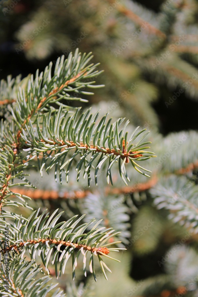 branches of a pine branches of a pine