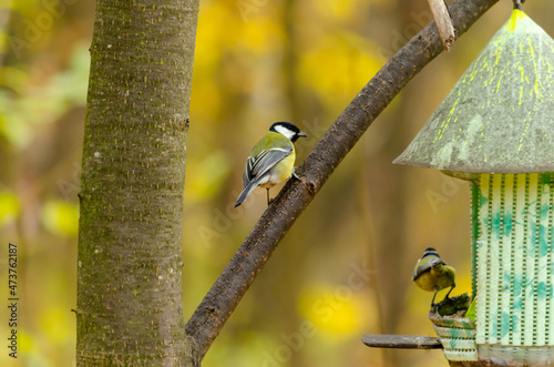 great tit on a tree near the birdhouse in the park © maximus57