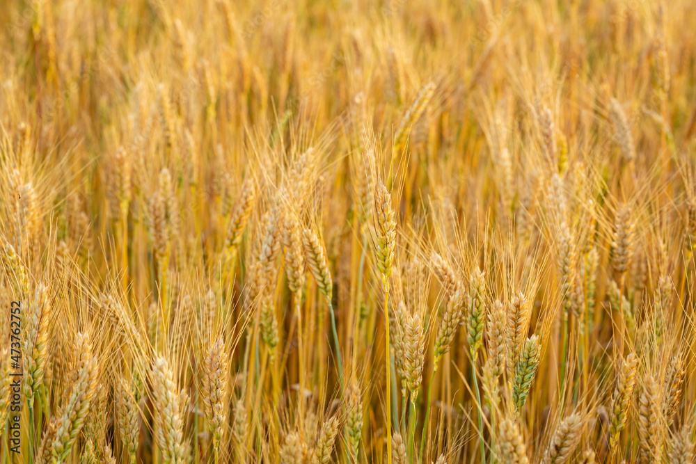 Landscape with golden grain stem, harvest concept Landscape with golden grain stem, harvest concept