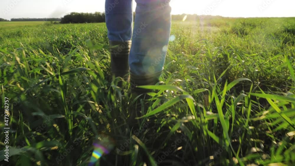 Agriculture industry. Farmer inspects in a green wheat field. Digital tablet in man hand. Agronomist walks through the green field in rubber boots. Man agriculturist inspects a field of small wheat. Agriculture industry. Farmer inspects in a green wheat field. Digital tablet in man hand. Agronomist walks through the green field in rubber boots. Man agriculturist inspects a field of small wheat.