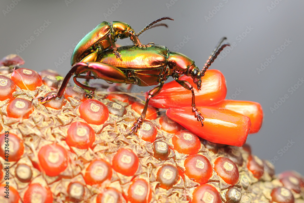 A pair of frog leg beetles mating. This insect has the scientific name