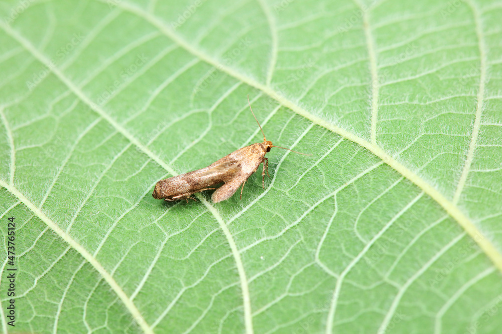 Lepidoptera insects in the wild, North China Lepidoptera insects in the wild, North China