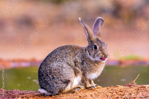 Iberian hare in Castilla La Mancha, Spain. photo