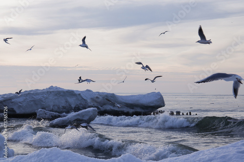 Fototapeta Naklejka Na Ścianę i Meble -  Winter Baltic Sea in Zelenogradsk Kaliningrad region. The sea is frozen over, there are many snow blocks. Seagulls fly over the icy breakwaters. People walk on the frozen sea.