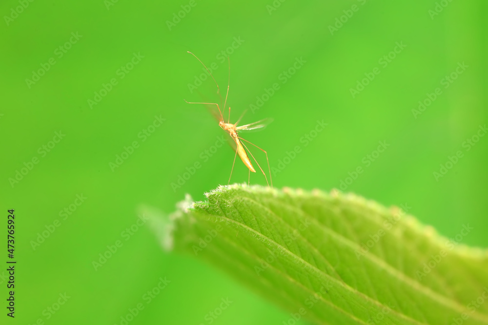 Hemiptera bugs in the wild, North China Hemiptera bugs in the wild, North China