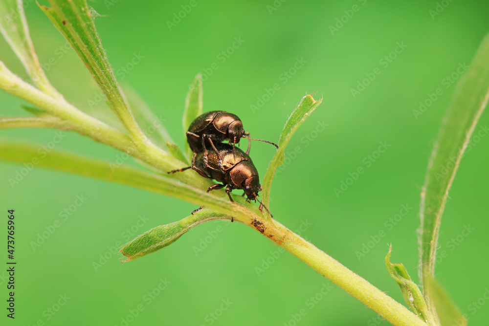 Fototapeta premium Leaf beetle on wild plants, North China
