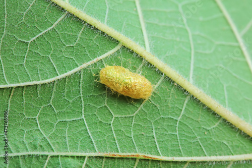 Insect cocoon shells on wild plants, North China