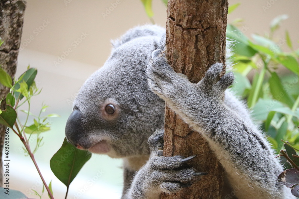 Obraz premium コアラ