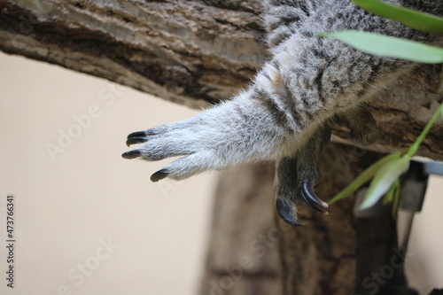 Photography コアラ　足