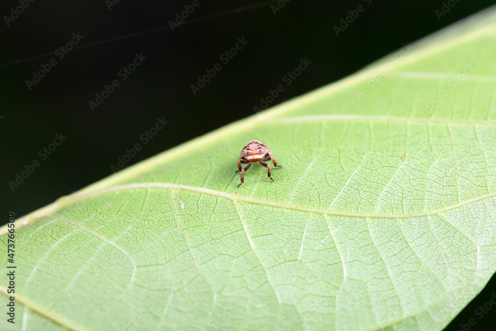 Hemiptera wax Cicadellidae insects on wild plants, North China Hemiptera wax Cicadellidae insects on wild plants, North China