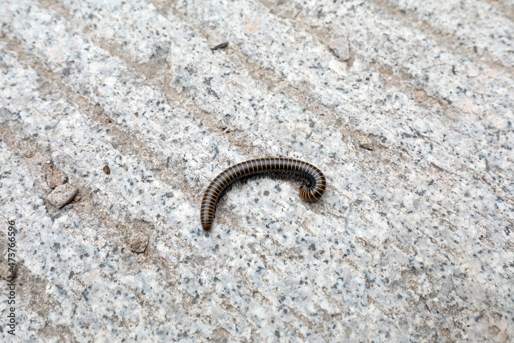 class diplopoda animal in the wild, North China class diplopoda animal in the wild, North China