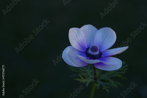 blue and white flower