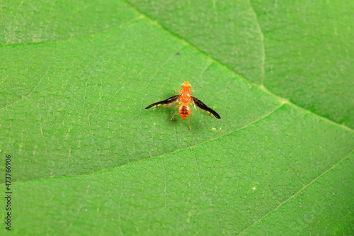 Flies on wild plants, North China