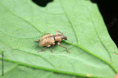 Weevil on wild plants, North China