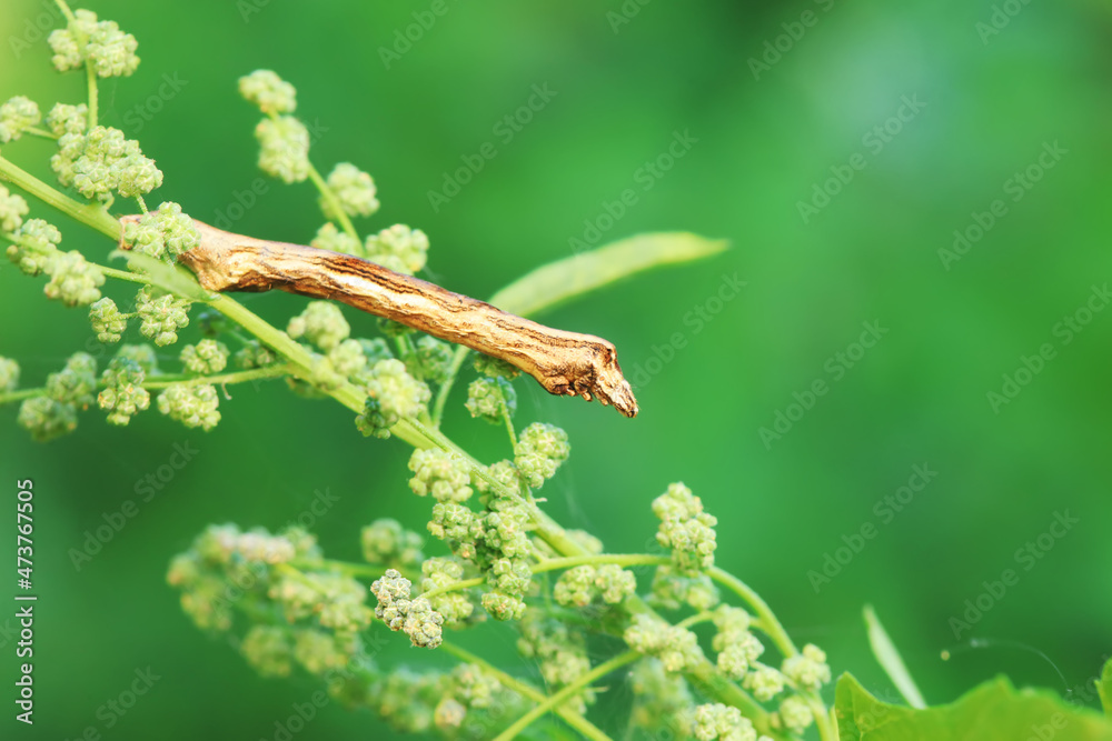 Fototapeta premium Lepidoptera larva inchworm in the wild, North China