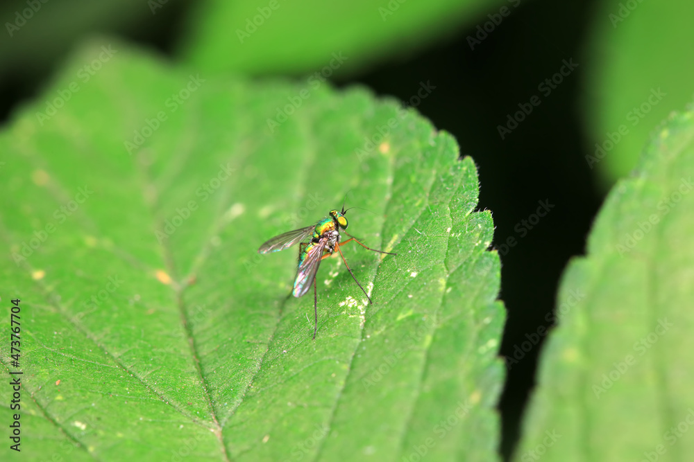 Gadfly on wild plants, North China Gadfly on wild plants, North China