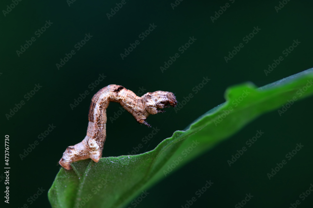 Lepidoptera larva inchworm in the wild, North China Lepidoptera larva inchworm in the wild, North China