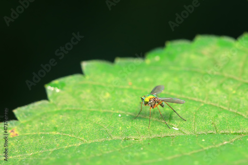 Gadfly on wild plants, North China © zhang yongxin