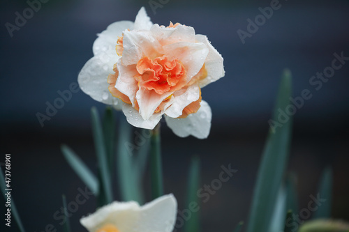 Canvas Print White and peach color pink Daffodil Replete flower wet from a spring rain blooming in the garden