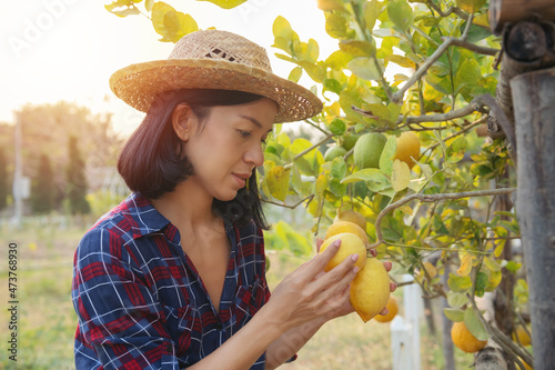 Portrait of happy farmer sme owner asian woman work on picking ripe lemans in cultivating spring season.ripe lemons hanging on tree. growing lemon agriculture organic vegan farm,small business concept photo