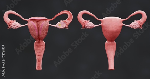 Wallpaper Mural Realistic 3D Render of Female Reproductive System Torontodigital.ca