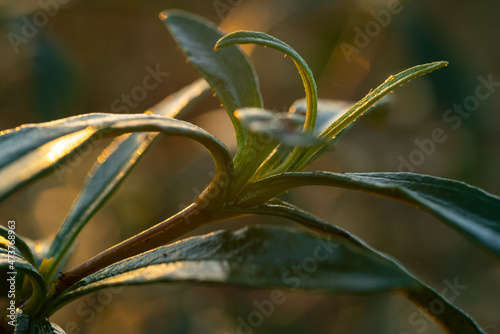 Cistus ladanifer plant in the early morning light. Algarve Portugal. photo