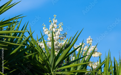 Flowers of Yucca aloifolia or Spanish bayonet tree, on the Algarve coast in Portugal.
