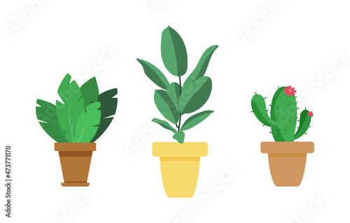 Houseplants set in pots. Cactus, ficus and succulent plant isolated on white background. Vector illustration indoors plant