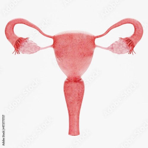 Wallpaper Mural Realistic 3D Render of Female Reproductive System Torontodigital.ca