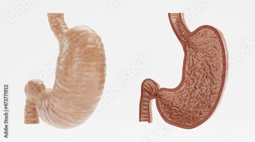 Realistic 3D Render of Human Stomach