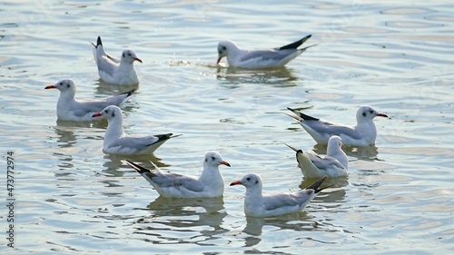 A group of Seagulls swimming in blue water and looking for food