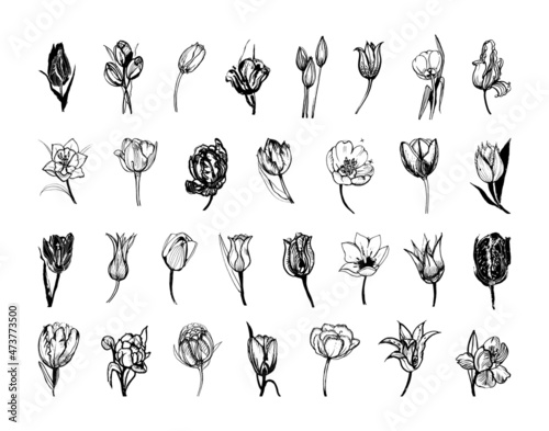 Collection of monochrome illustrations of tulip in sketch style. Hand drawings in art ink style. Black and white graphics.