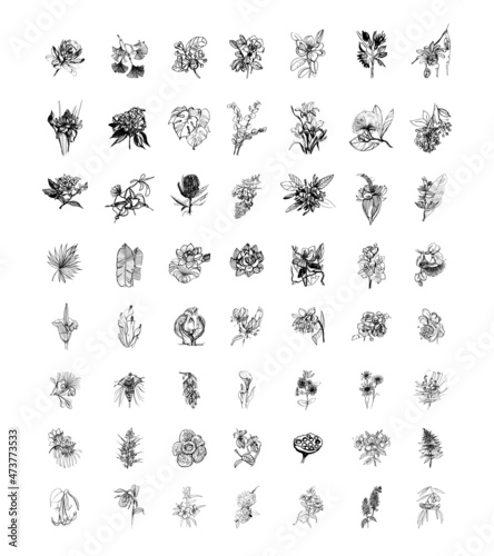 Hand drawn tropical plants and flowers collection. Monochrome vector illustrations in a sketch style. Black and white graphics. photo