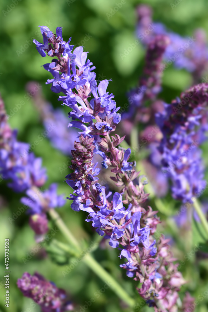 Meadow sage Meadow sage