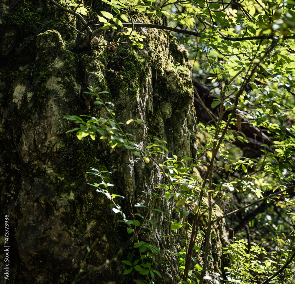 Fototapeta premium Rocky cliff overgrown by vegetation in the Buda Hills in Hungary